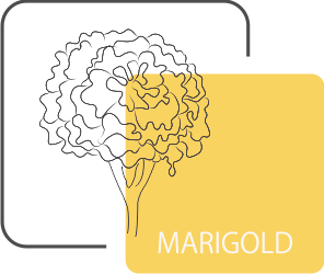 Marigold