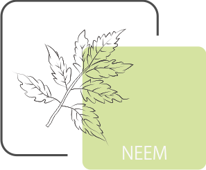 Neem