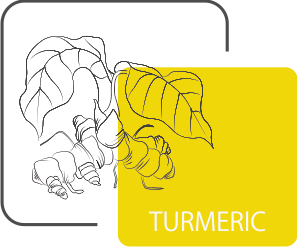 Turmeric